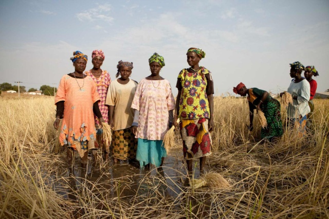 Rice field women